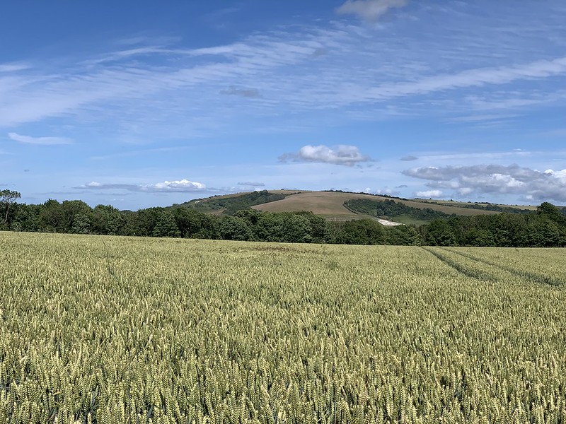 Across the Wheat towards Chanctonbury Ring